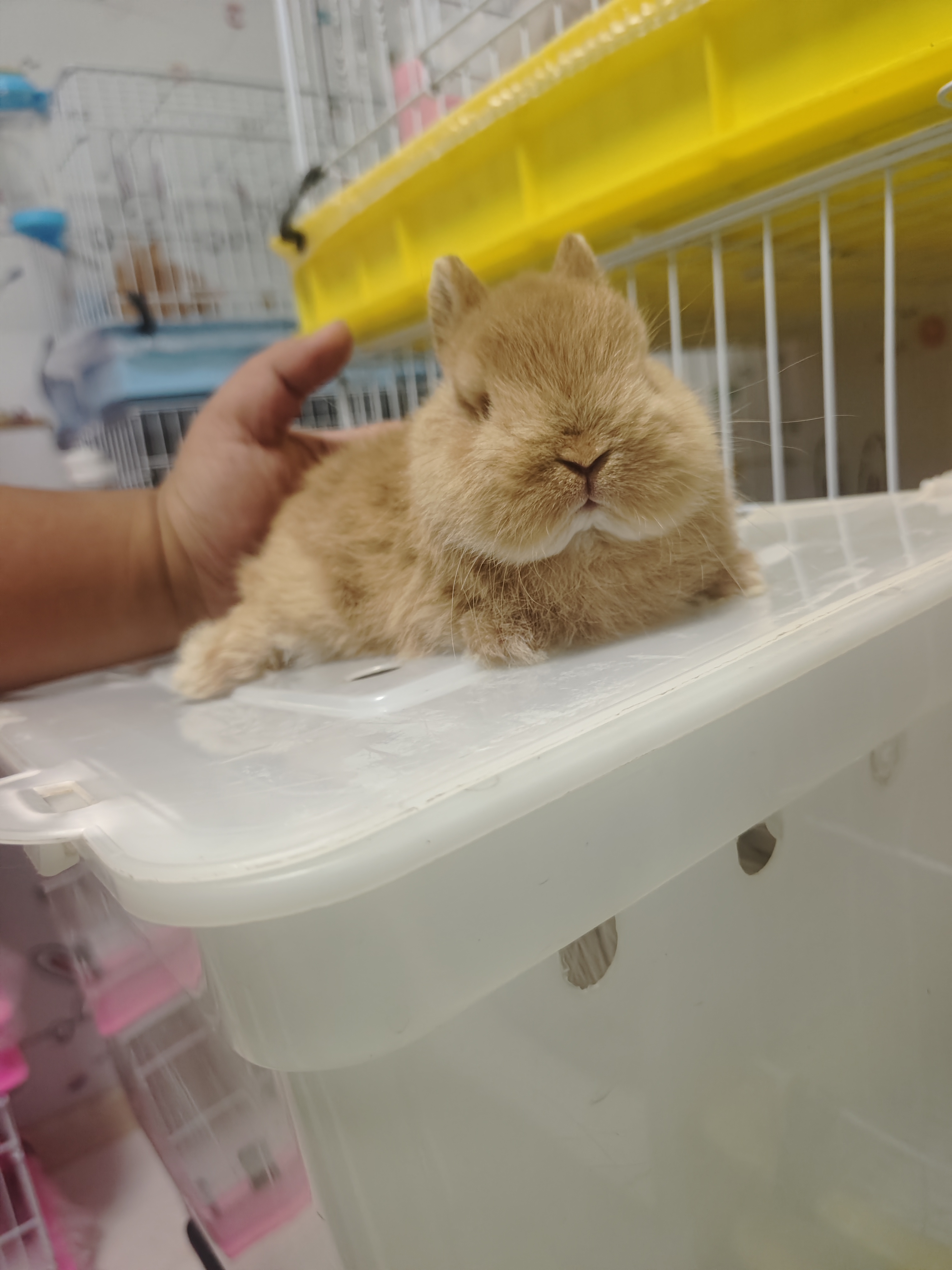 双血侏儒兔黄色妹妹（高品）包成年品相